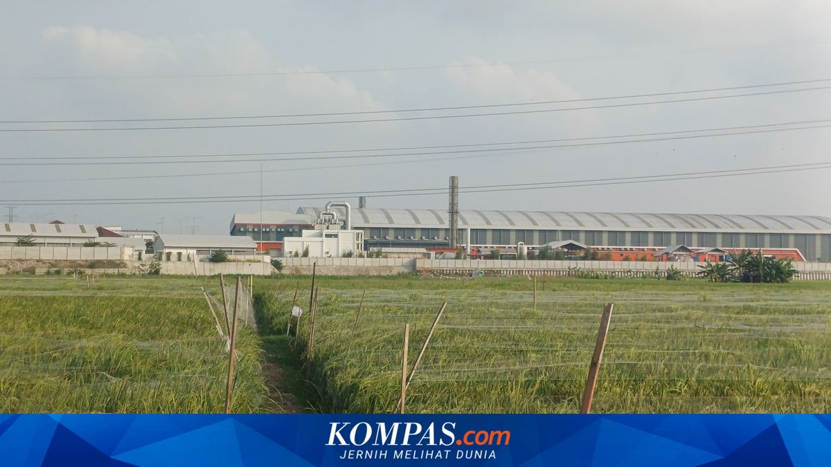 "Bukan Sedih Lagi, Enggak Kuat Bayar Utang", Cerita Petani di Rorotan Jakut Saat Gagal Panen