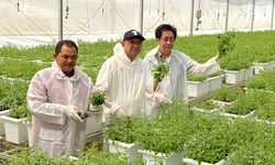 Kerja Sama dengan Kemenkop UKM, Sido Muncul Berdayakan Petani Rempah di Jateng