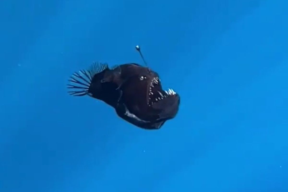 Kamera menangkap fenomena langka ikan laut dalam. 