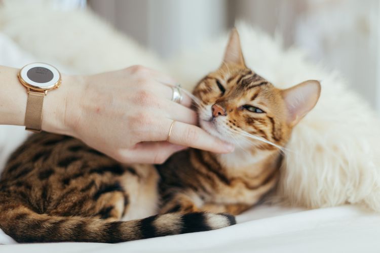 Mintalah bantuan orang lain untuk memegangi ketika hendak membersihkan telinga kucing.