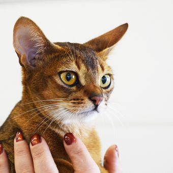 Ilustrasi kucing jenis Abyssinian. 