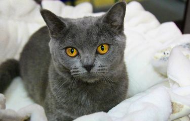 Mengenal Kucing Chartreux, Berikut Asal-usul dan Tips Perawatannya ...