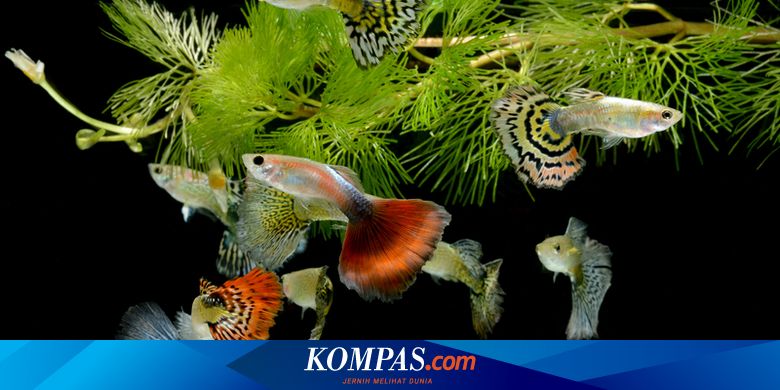 Ikan Louhan
