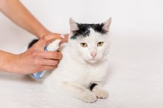 10 Kesalahan yang Tidak Boleh Dilakukan Pemilik Kucing