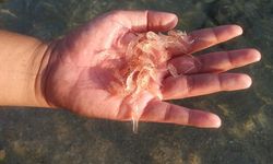 Pastikan Penangkapan Benih Bening Lobster Terlacak, Kementerian KP Siapkan Aplikasi Canggih