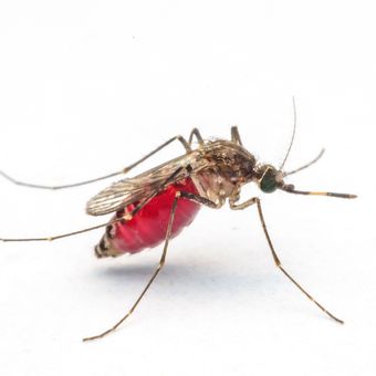 Ilustrasi nyamuk, mosquito-borne disease