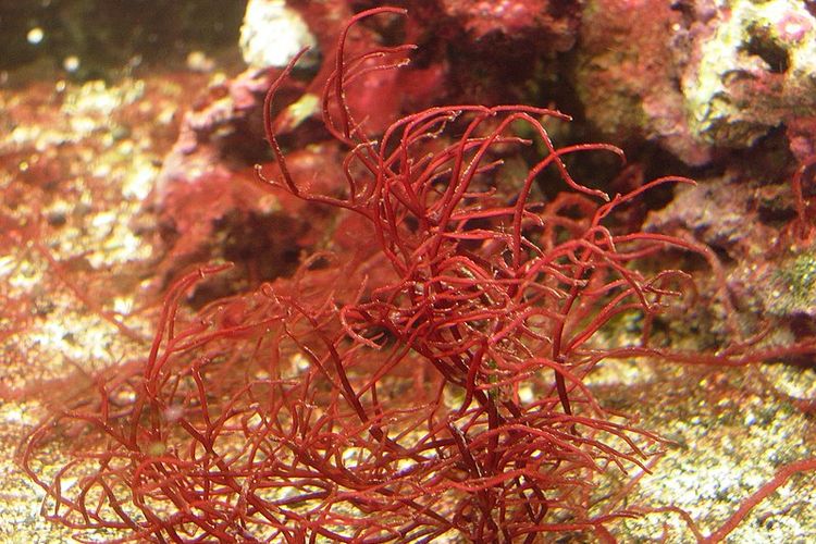 Alga Merah (Rhodophyta)