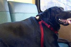 Seekor Anjing Naik Bus Sendirian ke Taman Anjing