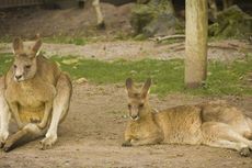 Australia Gagal Kendalikan Populasi Kanguru