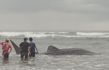 Bangkai Diduga Hiu Tutul Terdampar di Pantai Parangtritis