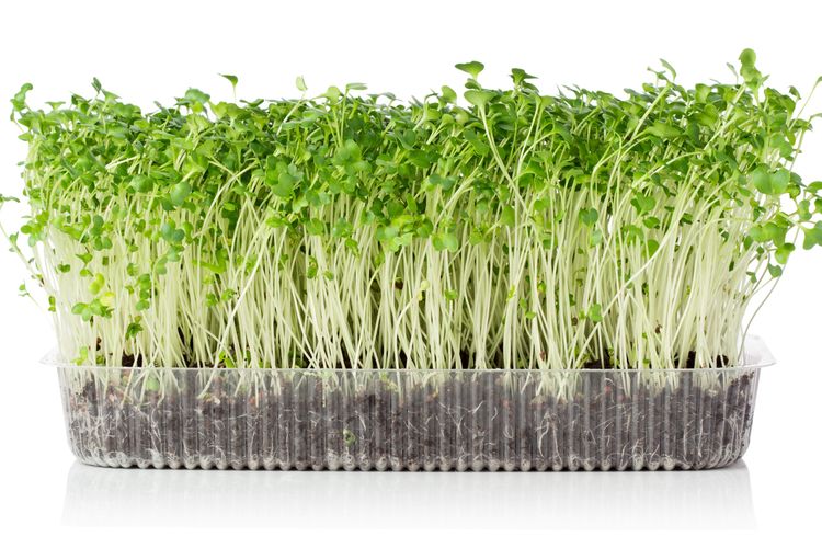 Ilustrasi microgreens