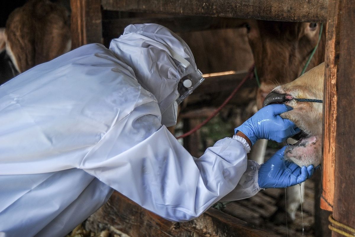 Dokter Hewan dari Dinas Ketahanan Pangan dan Pertanian (DKPP) Kota Bandung memeriksa sapi di sebuah tempat penjualan hewan qurban di Babakan Ciparay, Bandung, Jawa Barat, Selasa (17/5/2022). Dinas Ketahanan Pangan dan Pertanian Kota Bandung melakukan monitoring dan edukasi terhadap peternak dan pedagang hewan qurban sebagai upaya mengantisipasi penyebaran Penyakit Mulut dan Kuku (PMK) pada hewan ternak di Kota Bandung. ANTARA FOTO/Raisan Al Farisi/YU