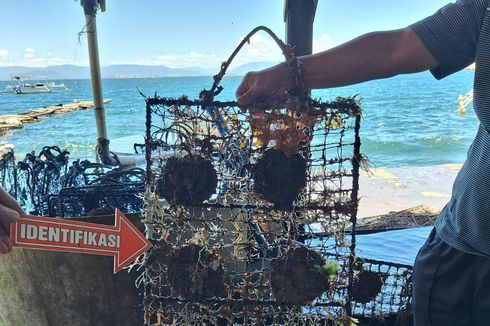 Polisi Buru Pelaku Pencurian Kerang Mutiara Senilai Rp 772 Juta di Lombok Timur