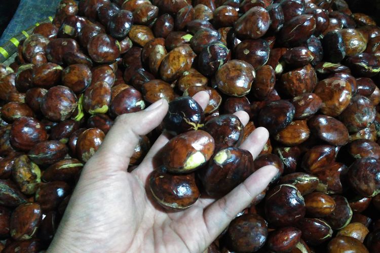 Haga jengkol melejit hingga Rp 70.000 sampai Rp 90.000 per kilogram di berbagai pasar tradisional di Jakarta, Selasa (30/5/2017).