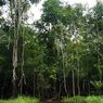40 Persen Hutan Amazon yang Penting Masih Belum Terlindungi