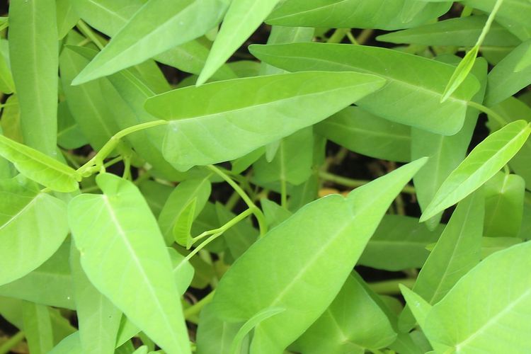 Ilustrasi kangkung. Alasan kenapa kangkung dilarang di Amerika Serikat adalah karena sayuran tersebut dikategorikan sebagai gulma berbahaya.