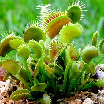 Ilustrasi tanaman venus flytrap.