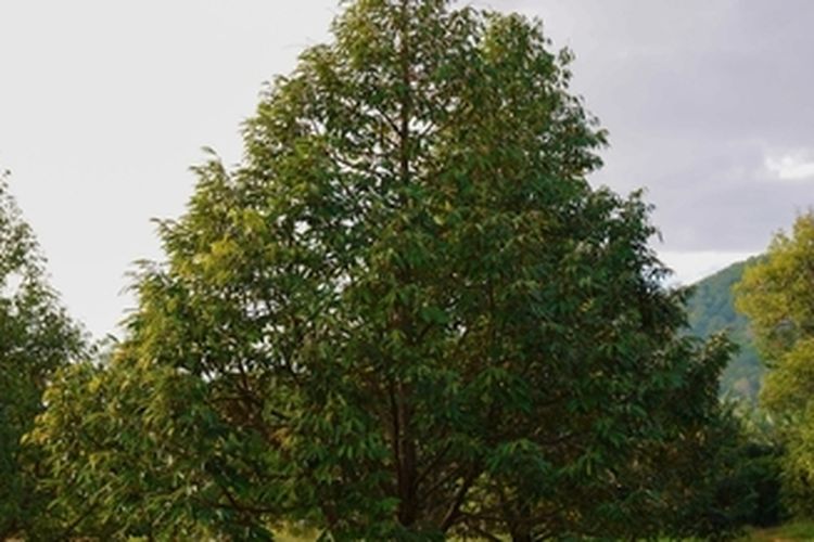 ilustrasi pohon durian yang sudah dipangkas