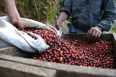  6 Fakta Kopi Guatemala, Kopi Berkualitas Terkenal di Dunia