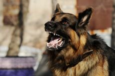 Cara Mencegah Rabies pada Anjing Peliharaan