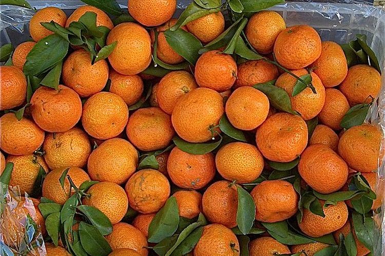 ilustrasi jeruk santang atau jeruk mandarin kecil. cara memilih jeruk santang manis bisa dilihat dari luarnya.