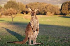 Apakah yang Menyebabkan Persebaran Hewan dari Asia ke Australia?