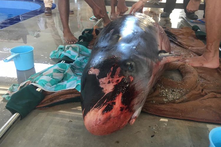 Kondisi Ikan Paus jenis Sperma Kerdil saat berada di Bali Eksotik Marine Park, Senin (2/9) siang.