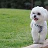 4 Penyakit Anjing Maltese yang Paling Umum