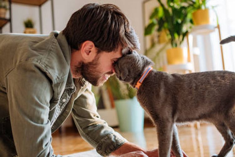 Tips Ampuh Menjinakkan Kucing Cemburu Saat Datangnya Anggota Baru