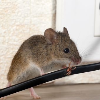 Ilustrasi tikus di rumah, tikus menggigit kabel. 