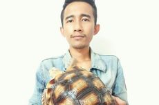 Bisnis Kura-kura Darat, Hobi yang Bawa Untung (1)