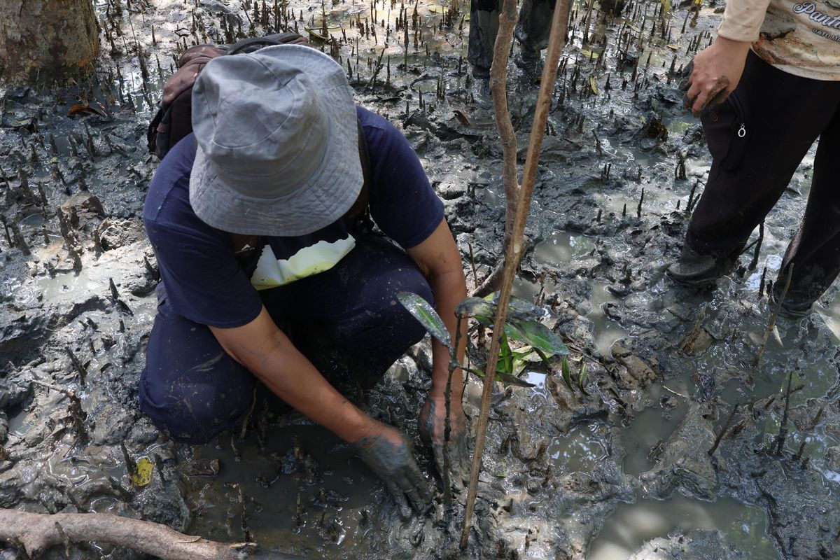 Penanaman mangrove oleh KTH Bakau Lestari dan proses monitoring tanaman melalui aplikasi Karlon pada Selasa, 2/7/2024 di Hutan Mangrove Pangkal Babu Desa Tungkal Satu, Kecamatan Tungkal Ilir, Kabupaten Tanjung Jabung Barat