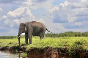 Lanskap Bukit Tigapuluh, Menjaga Ruang Jelajah Gajah Sumatera