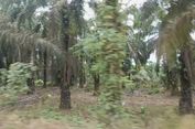 Kebun Kelapa Sawit Tak Bisa Gantikan Fungsi Hutan, Daya Serap Karbon Rendah