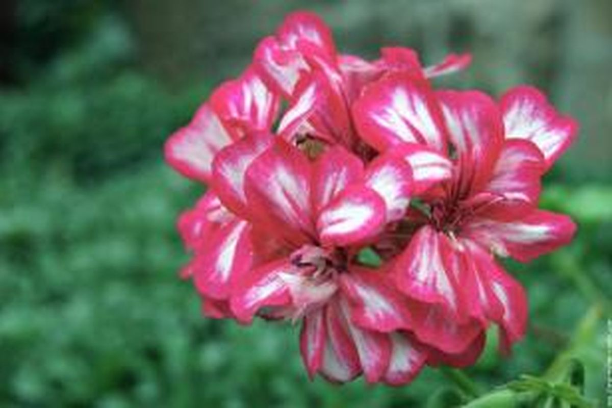 Geranium juga mampu mengusir nyamuk karena keharumannya.