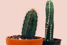 Praktis dan Mudah, 3 Cara Menanam Kaktus Koboi dengan Media Pot 