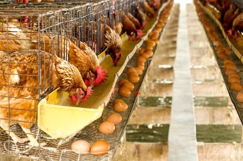 Hongkong Stop Impor Telur dan Daging Ayam dari Malaysia