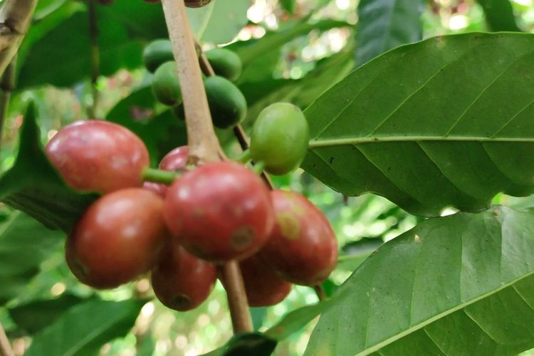 Kawasan kebun kopi di kawasan Tuwit, Desa Langgasai, Kecamatan Elar Selatan, Kabupaten Manggarai Timur, NTT, Sabtu, (7/5/2022). Saat ini lagi musim panen. (KOMPAS.com/MARKUS MAKUR)