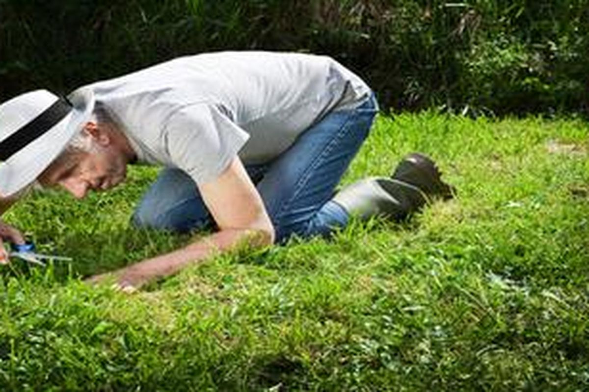 Aktivitas memotong rumput juga bermanfaat bagi otak. Aroma rumput yang baru dipotong mempengaruhi otak, terutama pada wilayah emosi dan memori.