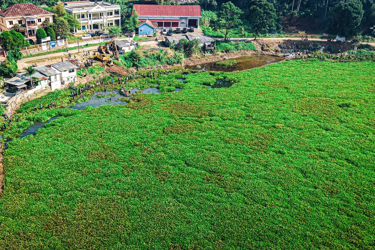 Eceng Gondok Waduk Saguling Picu Ledakan Nyamuk, Dua Desa Jadi Prioritas Pembersihan