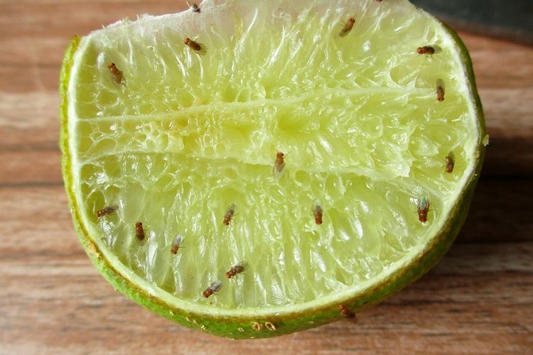 Ilustrasi cara mengusir lalat buah.