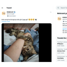 Viral, Foto Tingkah Kucing Memeluk Tangan Pemiliknya yang Sedang Sakit, Ahli Sebut Bonding