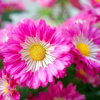 Ilustrasi bunga gerbera daisy.