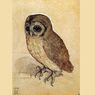 Burung Hantu Imut Mahakarya Durer