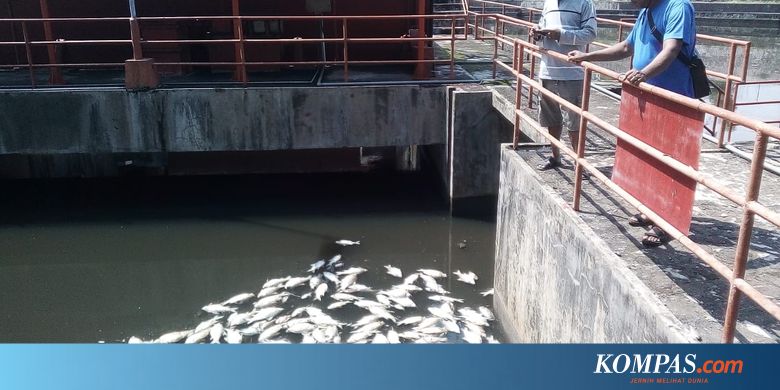 Air Tercemar, Ribuan Ikan di KTH PLTA Timo Kabupaten Semarang Mati - Kompas.com - KOMPAS.com