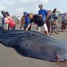 Ikan Hiu Tutul Sepanjang 7 Meter Terdampar Lagi di Pantai Selatan Purworejo 