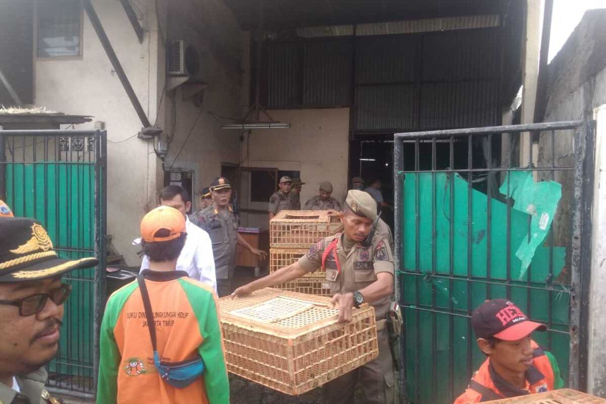 Satpol PP Jakarta Timur saat proses relokasi tempat pemotongan hewan unggas di kawasan permukiman warga Kecamatan Matraman dan Pulogadung, Kamis (30/1/2020).