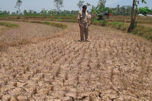 Perubahan Iklim Ancam Sektor Pertanian Indonesia