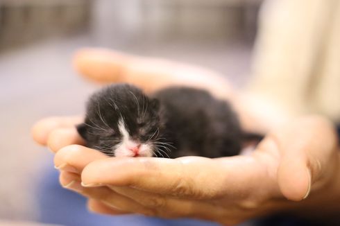 8 Kesalahan yang Sering Dilakukan Ketika Merawat Bayi Kucing