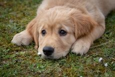 Pilihan Obat Cacing Alami untuk Mengobati Anjing yang Cacingan